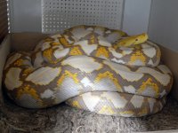 Gravid female.jpg