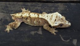 DSC_0774.jpg