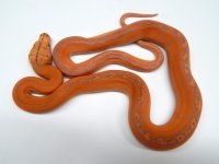PurpGC HB F5.jpg