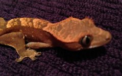 IMG_0203.jpg