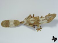 henkeli003.jpg