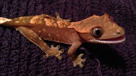 IMG_0199.jpg