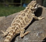 03-Baby Dragons 2012-03-01 016.jpg