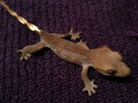 IMG_0207.jpg