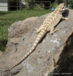 01-Baby Dragons 2012-03-01 014.jpg