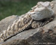 06-Baby Dragons 2012-03-01 019.jpg