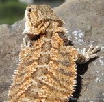3-Baby Dragons 2012-03-01 010.jpg