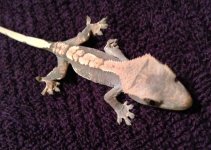 IMG_0214.jpg