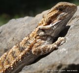 4-Baby Dragons 2012-03-01 011.jpg