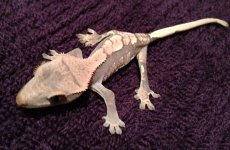 IMG_0218.jpg