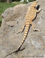 1-Baby Dragons 2012-03-01 008.jpg