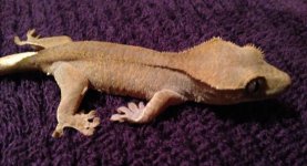 IMG_0224.jpg