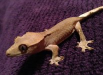 IMG_0228.jpg