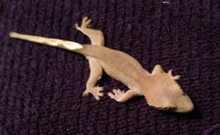 IMG_0222.jpg