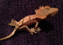 IMG_0230.jpg