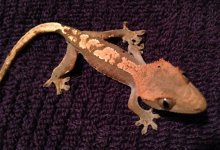 IMG_0234.jpg