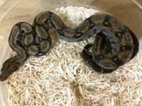 NicaraguanBoa01.jpeg