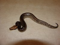 BloodMarbleBorneo01d.jpg