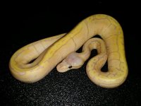 Male Banana Lemon Blast $750.jpg