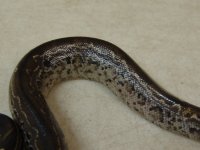 BloodMarbleBorneo01b.jpg