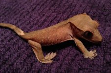 IMG_0236.jpg
