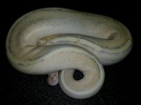 Male Puma $700.jpg