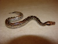 BloodMarbleBorneo02b.jpg