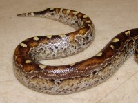 BloodMarbleBorneo02d.jpg