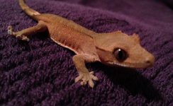 IMG_0238.jpg