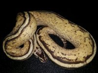 Male Pastel Super Stripe $875.jpg