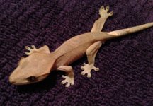 IMG_0244.jpg