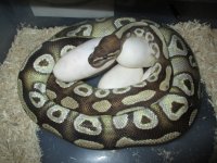 male dinker x female mojave 2015 5 eggs (1).jpg