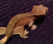 IMG_0262.jpg