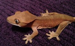 IMG_0260.jpg