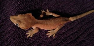 IMG_0261.jpg