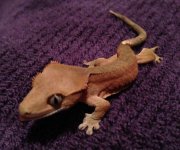 IMG_0264.jpg