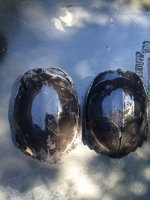 Crassicolis18b.jpg