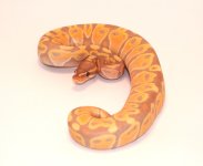 CG PH PIED.JPG