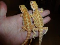 Pair 003.jpg