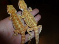 Pair 002.jpg