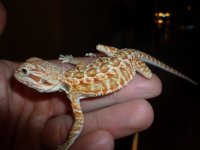 Hypo Red Male 004.jpg