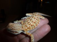Hypo Red Male 001.jpg
