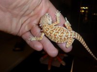 Hypo Red Male 003.jpg