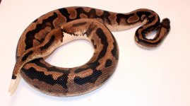1.0 pied.jpg