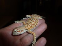 Hypo Red Male 002.jpg