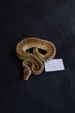 snakesNov-5.jpg