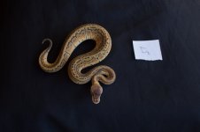 snakesNov-6.jpg