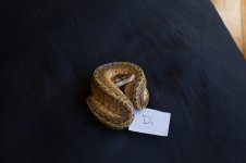 snakesNov-7.jpg