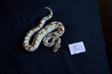 snakesNov-14.jpg