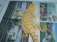 Male Hypo Leatherback het Trans 004.jpg